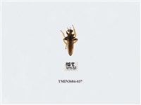 藏品(雙翅目)的圖片